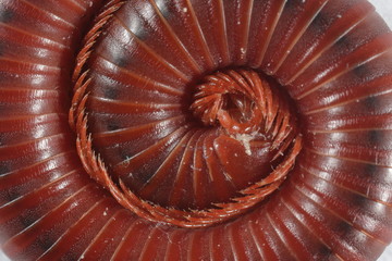 millipedes curled on a white background