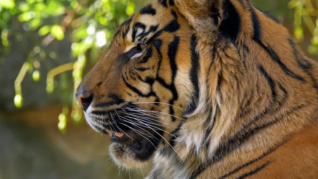Sumatran tiger (Panthera tigris sondaica) yawning