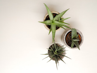 Two haworthia ( zebra haworthia and haworthia limifolia) and one gasteria pillansii succulent plant on a white background