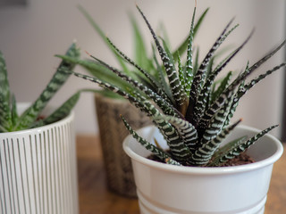 Zebra haworthia succulent plant in a pot indoor on a wooden shelf