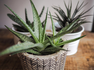 Haworthia limifolia succulent with a baby offshoot in a striped pot standing on a wooden table indoor.