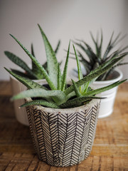Haworthia limifolia succulent with a baby offshoot in a striped pot standing on a wooden table indoor.