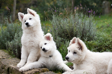Naklejka na ściany i meble Drei kuschelige weiße Hundewelpen sitzen und schauen mit schrägen Kopf nach vorne - sehr süß