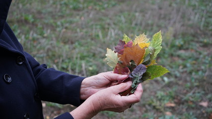 European mixed woodland forest Autumn leave leaves