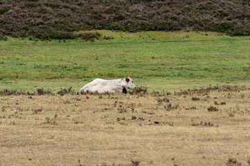 a white cow lying in the meadow surrounded by grass