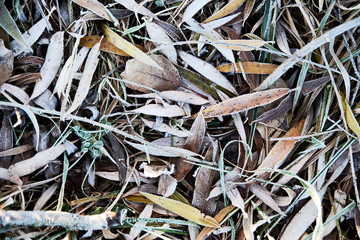 Bunter Blätter in gedeckten farben als Struktur