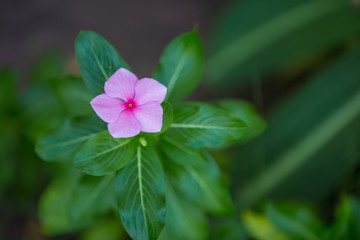 single pink flower with natural background