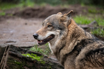 European Wolf (cap)
