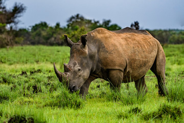 A close up photo of an endangered white rhino / rhinoceros face,horn and eye. South Africa