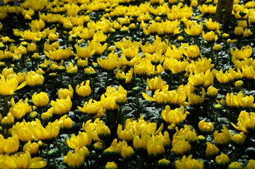 Various species of chrysanthemum flowers planted and grows in the Floria Garden in Putrajaya,...
