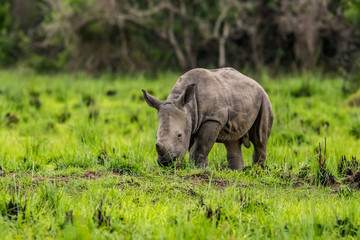 Obraz premium A close up photo of an endangered white rhino / rhinoceros face,horn and eye. South Africa