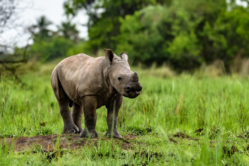 Fototapeta premium A close up photo of an endangered white rhino / rhinoceros face,horn and eye. South Africa