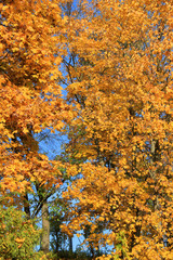 Trees with fall foliage on country park