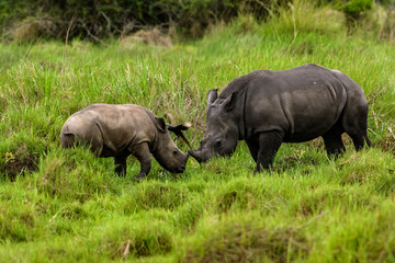 Obraz premium A close up photo of an endangered white rhino / rhinoceros face,horn and eye. South Africa