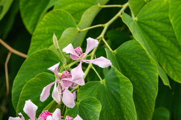 Orchid Tree Flowers in Bloom
