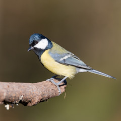 Obraz premium The great tit sitting on a branch in a swedish garden
