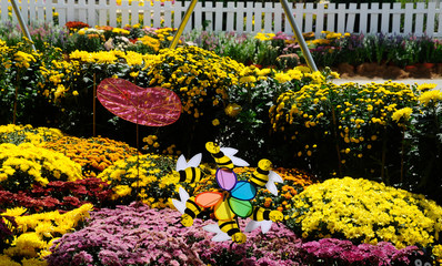Various species of chrysanthemum flowers planted and grows in the Floria Garden in Putrajaya,...