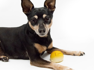 Zwergpinscher mit Spielzeig