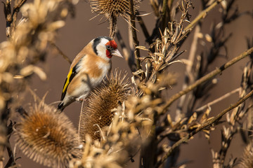 Goldfinch, Carduelis carduelis