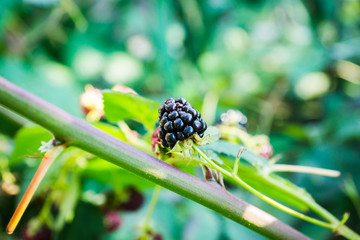 Ripe and unripe blackberries on bush. Selective focus. Shallow depth of field. 