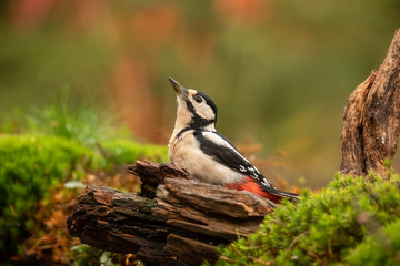 Great Spotted Woodpecker, Dendrocopos major