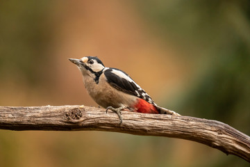 Great Spotted Woodpecker, Dendrocopos major