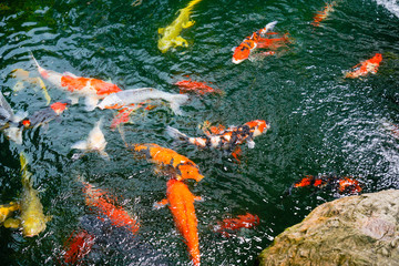 Koi fish in the found, japanese garden