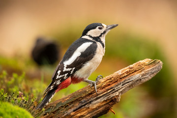 Great Spotted Woodpecker, Dendrocopos major