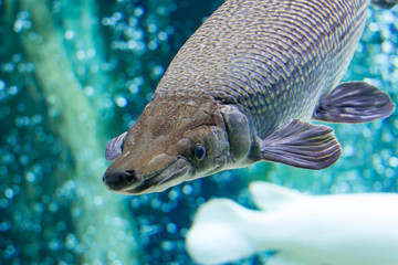 An Alligator gar Atractosteus spatula while swimming on a huge aquarium somewhere in asia