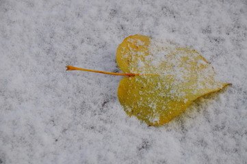 a leaf of a tree in the first snow