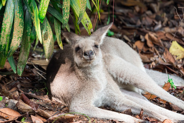 Eastern grey kangaroo  Macropus giganteus curiously looking and observing