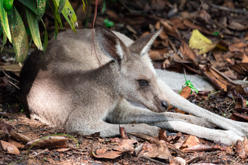 Eastern grey kangaroo  Macropus giganteus curiously looking and observing