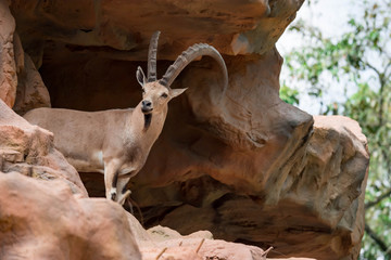 An ibex mountain goat steinbock  bouquetin Capra ibex while feeding on leaves on top of a mountain