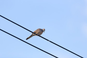 Dove perched on a wire