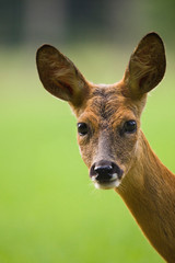 Roe deer portrait