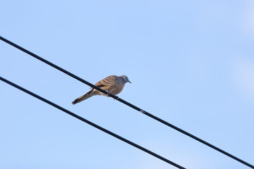 Dove perched on a wire