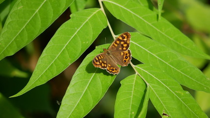 Butterfly on Leaves
