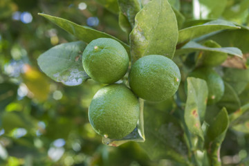 Branches Lime tree with fruits