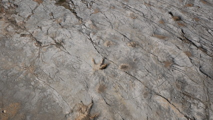 Dinosaur Footprint in Quarry