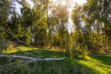 Fototapete bei efototapeten.de bestellen   