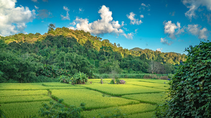 Green Mountain Landscape