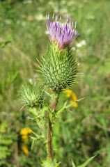 Thistle flower in the meadow on natural green background, closeup