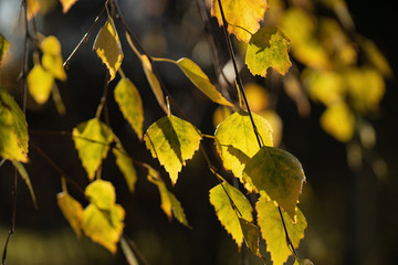 Yellow birch leaves in the sunlight in the fall.