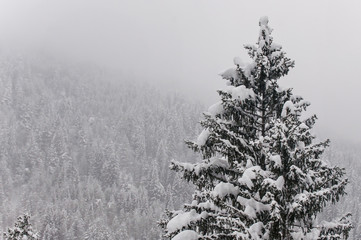 Winter Alpine background with ountainous terrain and snow covered trees texture. Bansko, Bulgaria