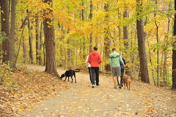 Fototapeta premium A group of people take their dogs for a walk through the woods with Autumn color