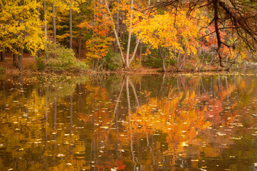 Lake reflection with beautiful Autumn foliage