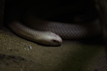 snake at night time
