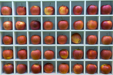 Variedad de manzana