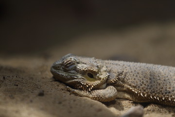lizard on a rock