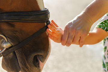 Old woman helps the girl to stroke the horse's face, hands close-up